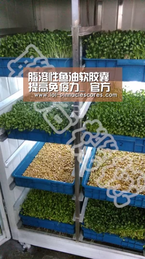 脂溶性鱼油软胶囊 提高免疫力_ 官方电竞竞猜平台(图4) 官方电竞竞猜平台